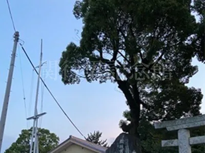 関行男海軍中佐のご慰霊碑と楠